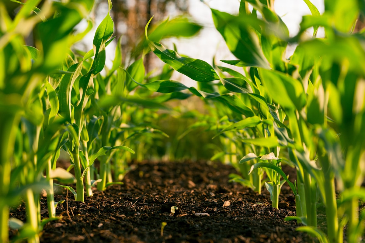 Farmer reviewing sensor data in a sustainable crop field